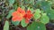 Nasturtium Tropaeolum Majus  Indian all colors flower plant