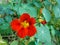 Nasturtiums