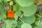 Nasturtiums in garden