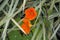 Nasturtiums in a garden