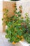 Nasturtiums green bush blooming with orange flowers