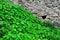 Nasturtiums leaves in a meadow