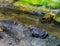 Nasty bufo toad sitting at a water river stream amphibian animal closeup portrait