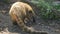 Nasua narica or coati eats meat in the zoo, slow motion