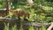Nasua narica or coati eats meat in the zoo, slow motion