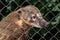 Nasua nasua, coati, coati-mondi,  coati mundi.  this animal stuck its nose through an iron mesh. Green blurred background.  The