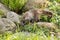 Nasua raccoon coati. Brown-nosed Coati in Prague.