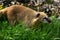 Nasua raccoon on the grass