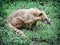 Nasua (Ring-tailed coati) in the green vegetation, animal scene