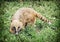 Nasua (Ring-tailed coati) hiding in the green vegetation