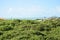 NATAL, BRAZIL - September 21, 2017 -View of the world`s largest cashew tree. Scientific: Anacardium occidental