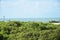 NATAL, BRAZIL - September 21, 2017 -View of the world`s largest cashew tree. Scientific: Anacardium occidental