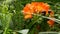 Natal bush kafir lily flower, California, USA. Clivia miniata orange flamboyant exotic fiery vibrant botanical bloom
