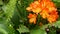 Natal bush kafir lily flower, California, USA. Clivia miniata orange flamboyant exotic fiery vibrant botanical bloom
