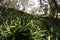 Natal or Bush lily Clivia miniata   1