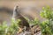 Natal francolin in Kruger National park