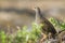 Natal francolin in Kruger National park