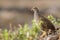 Natal francolin in Kruger National park