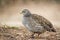 Natal francolin in Kruger National park, South Africa