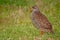 Natal francolin park kruger south africa reserves and protected airs of africa