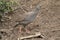 Natal francolin, Pternistis natalensis