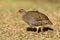 Natal-frankolijn, Natal Francolin, Francolinus natalensis