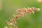 Natal Grass flower (Melinis repens)