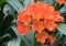 Natal lily Clivia miniata, with bright orange flowers