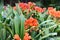 Natal lily Clivia miniata, with bright orange flowers native habitat