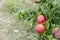 Natal Plums On Branch