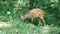 Natal red duiker in the bush