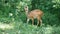 Natal red duiker in the bush