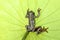 Natal Tree Frog, shadow under a leaf, fan shaped Nashturshum leaf