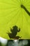 Natal Tree Frog, shadow under a leaf, fan shaped Nashturshum leaf, water droplet with sunlight sparkle