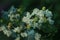 Natchez Crape Myrtle blooms closeup