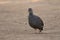 Natel francolin, Pternistis natalensis