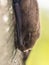 Nathusius pipistrelle bat resting on tree