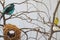 National Aviary Birds and Nest
