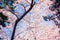 National Cherry Blossoms