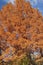 National Dawn redwood trees in autumn.