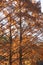 National Dawn redwood trees in autumn.