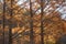 National Dawn redwood trees in autumn.