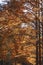 National Dawn redwood trees in autumn.