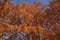 National Dawn redwood trees in autumn.