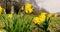 The national emblem of Wales is the daffodil, a cheerful yellow spring flower