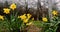 The national emblem of Wales is the daffodil, a cheerful yellow spring flower