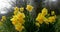 The national emblem of Wales is the daffodil, a cheerful yellow spring flower