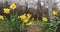 The national emblem of Wales is the daffodil, a cheerful yellow spring flower