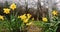 The national emblem of Wales is the daffodil, a cheerful yellow spring flower