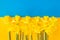 National flag of independence Ukraine. Freedom blue and yellow narcissus flowers below. Stop Putin. Stop war in Ukraine.